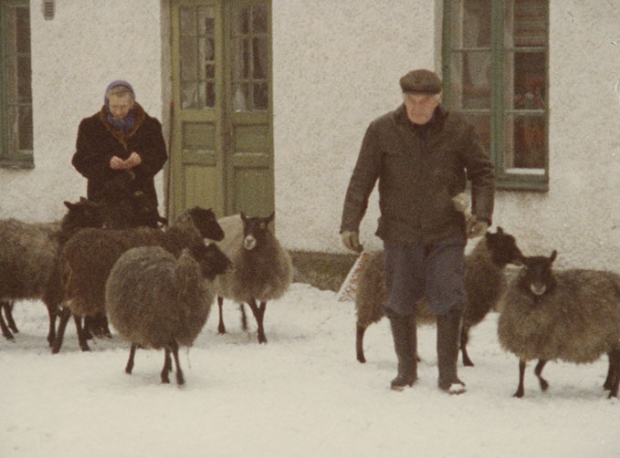 Faro 1979 sheep
